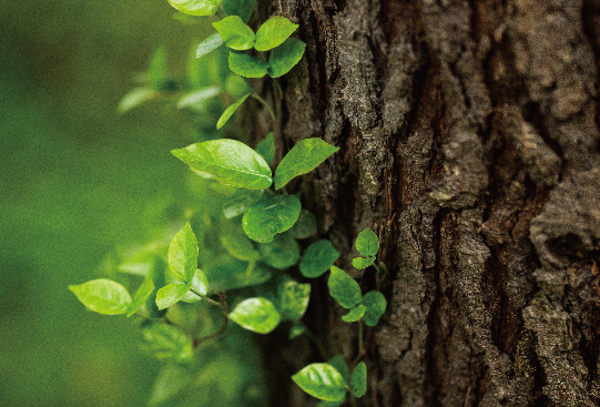 1667913016481978.jpg 大樹-09.jpg